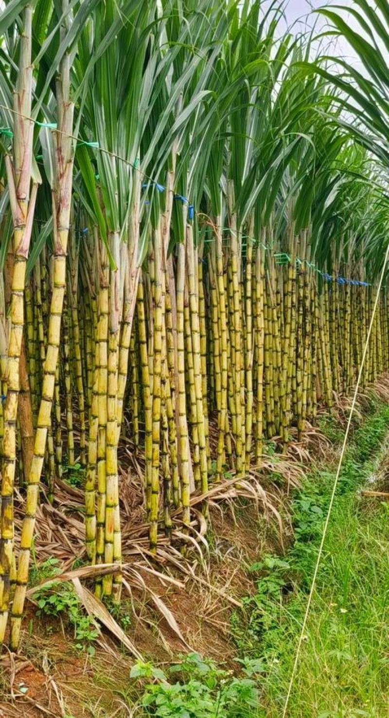 精品黄皮甘蔗【湖北】榨汁对接加工厂产地直供大量有货