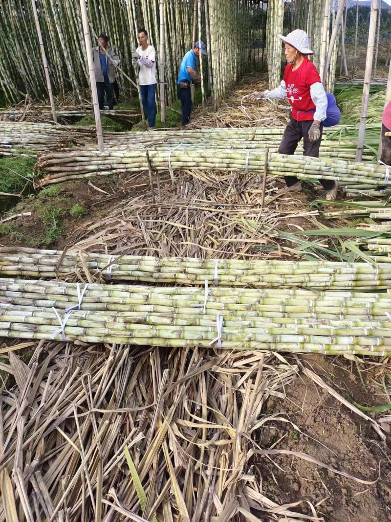 精品黄皮甘蔗【湖北】榨汁对接加工厂产地直供大量有货