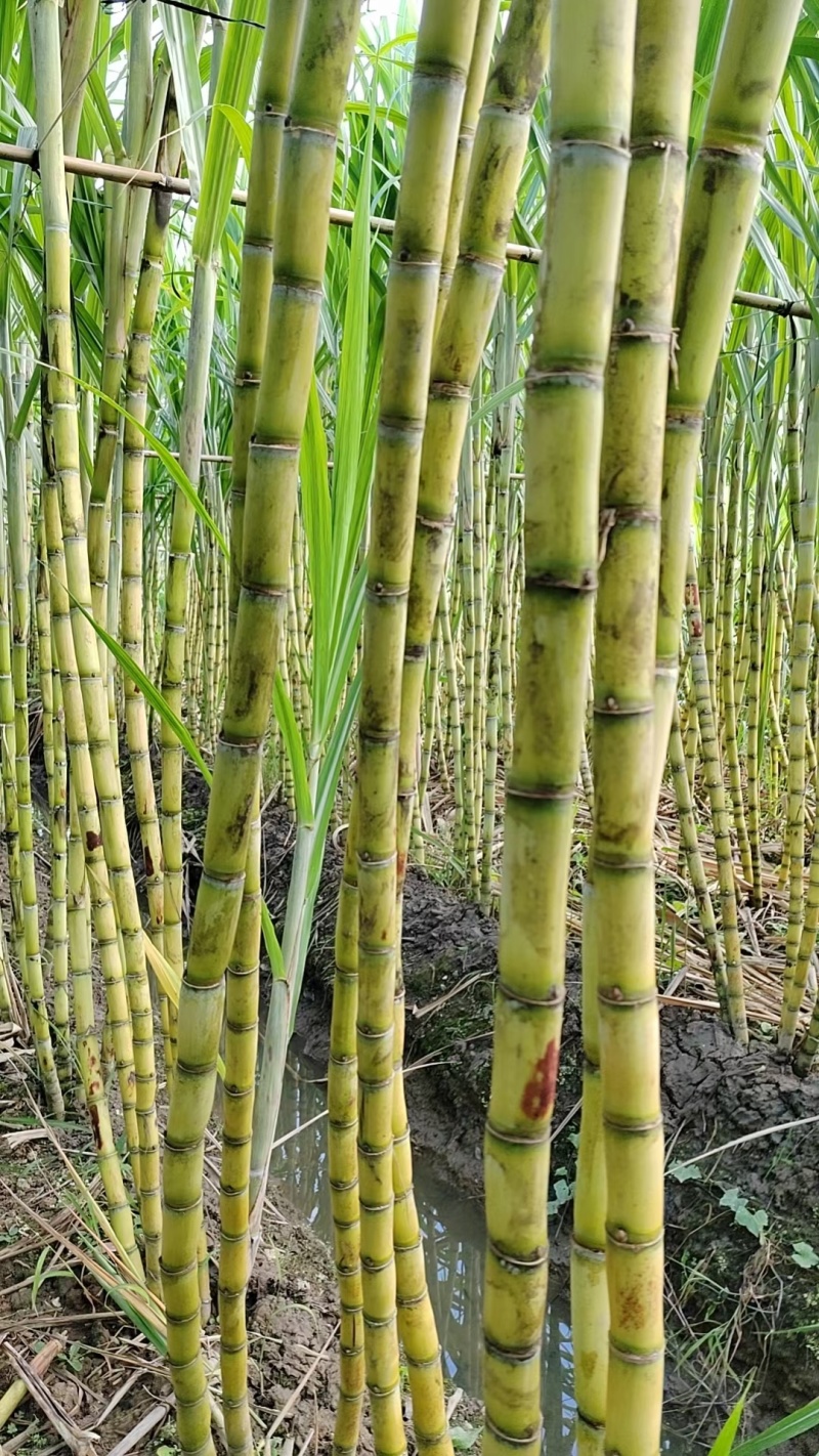 精品黄皮甘蔗【湖北】榨汁对接加工厂产地直供大量有货