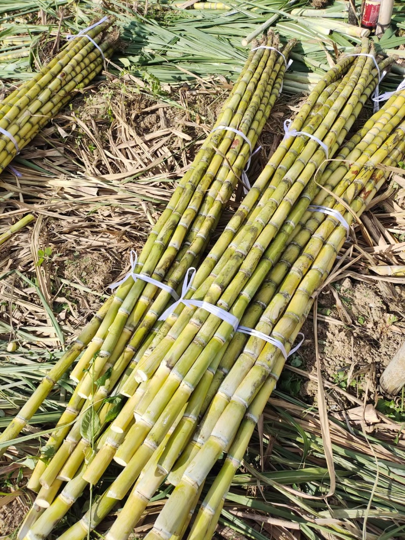 精品黄皮甘蔗【湖北】榨汁对接加工厂产地直供大量有货