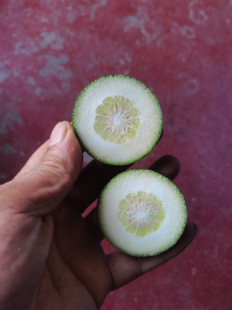玳玳酸橙枳壳