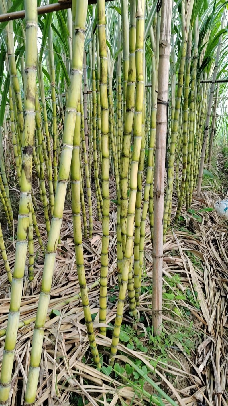 精品黄皮甘蔗【湖北】榨汁对接加工厂产地直供大量有货