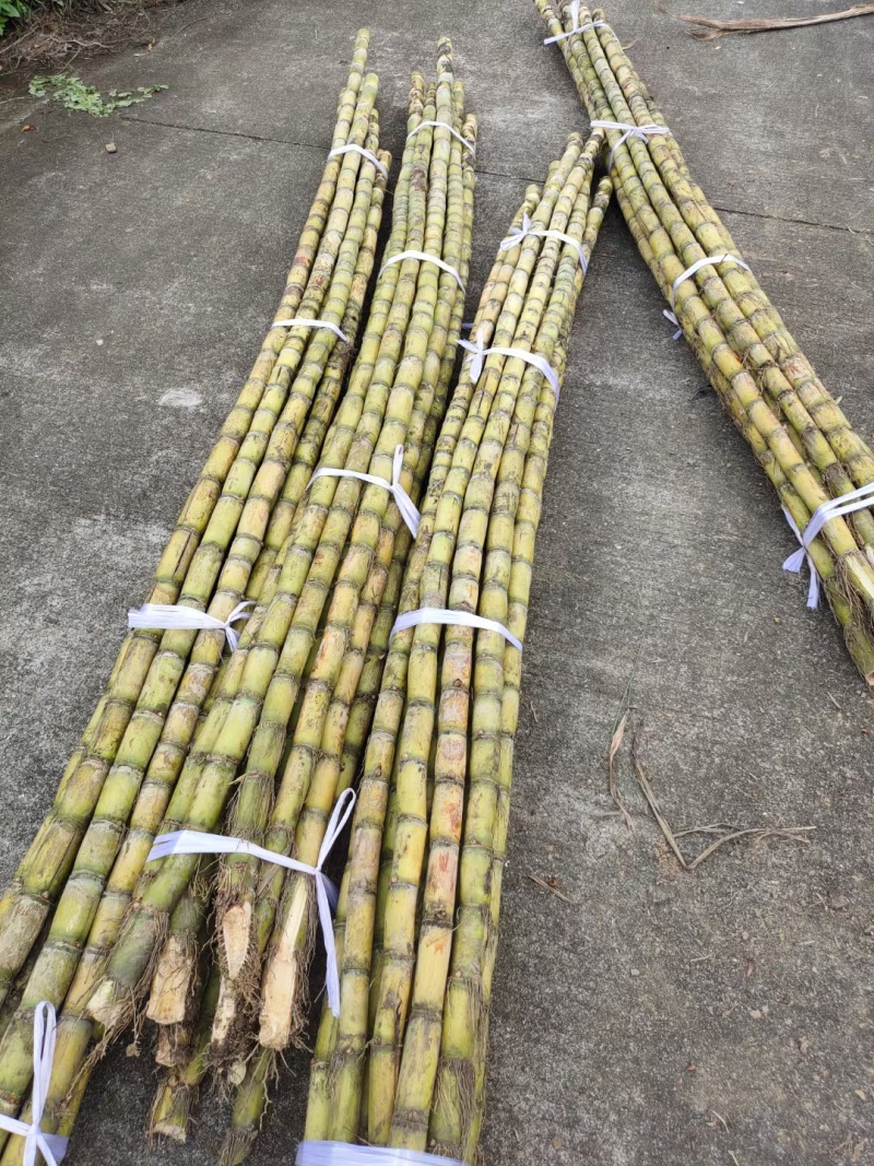精品黄皮甘蔗【湖北】榨汁对接加工厂产地直供大量有货