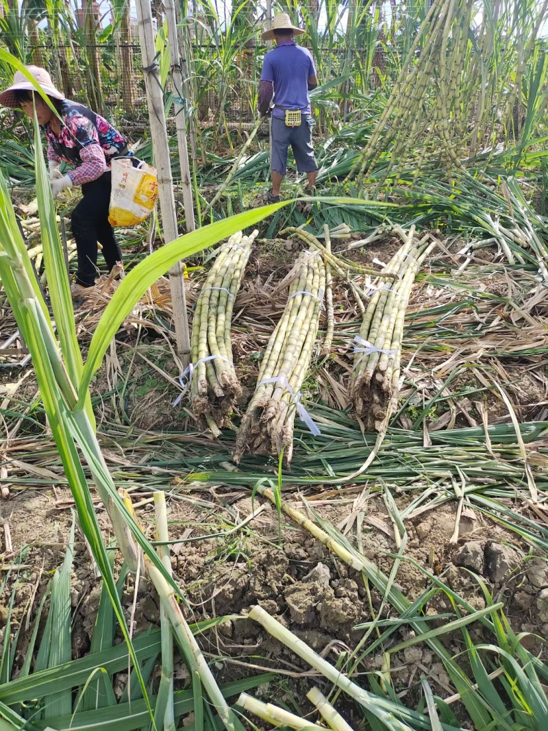 精品黄皮甘蔗【湖北】榨汁对接加工厂产地直供大量有货