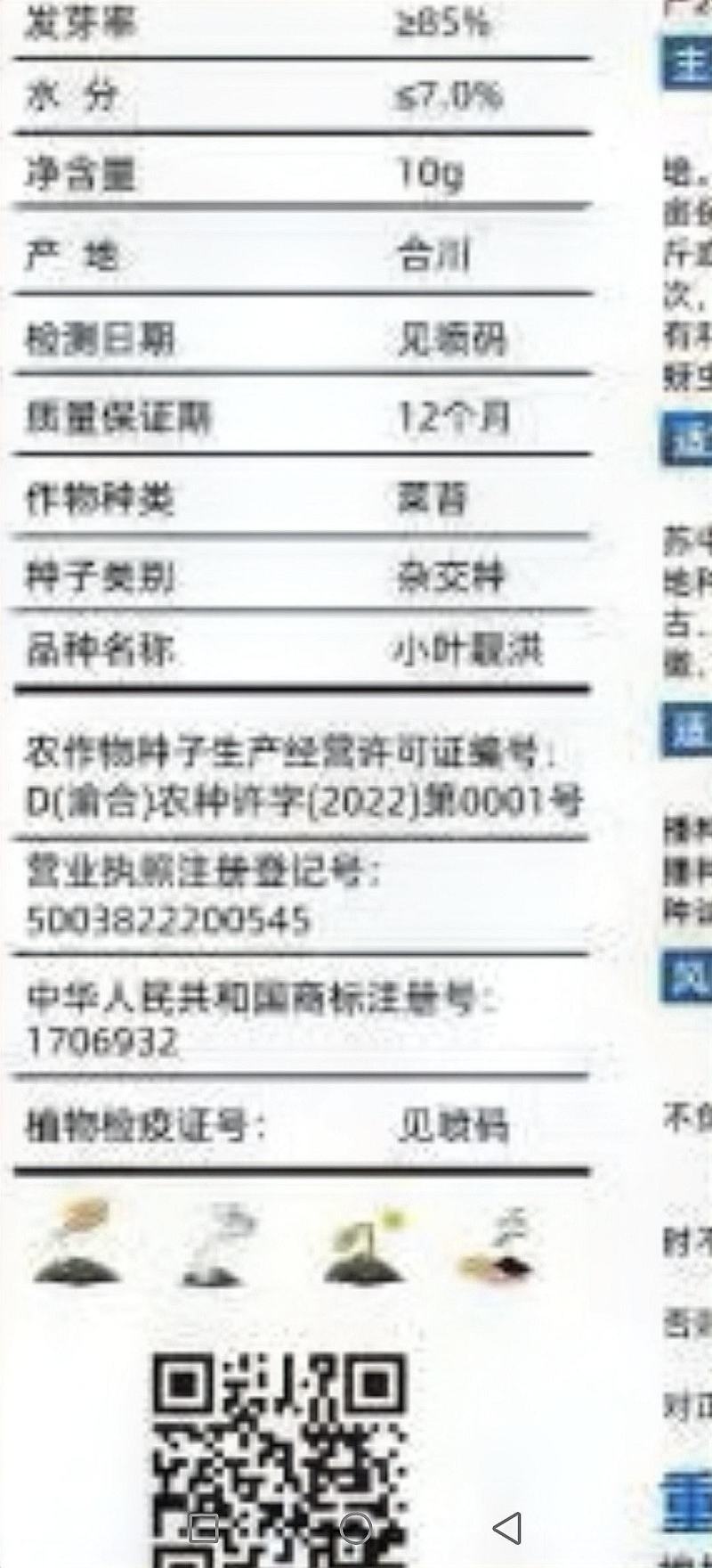 红菜苔种子小叶靓洪小叶多苔苔粗味甜早熟播种到收6o天