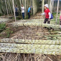 广东《台湾白甘蔗》产地大量供货对接全国市场、加工厂