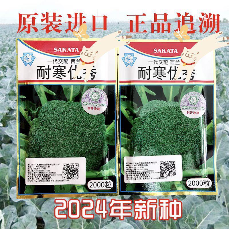 耐寒西兰花种子花球均匀蘑菇型蕾粒中等种子有保障遇冷空气不