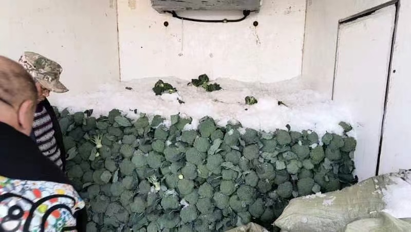 耐寒西兰花种子花球均匀蘑菇型蕾粒中等种子有保障遇冷空气不