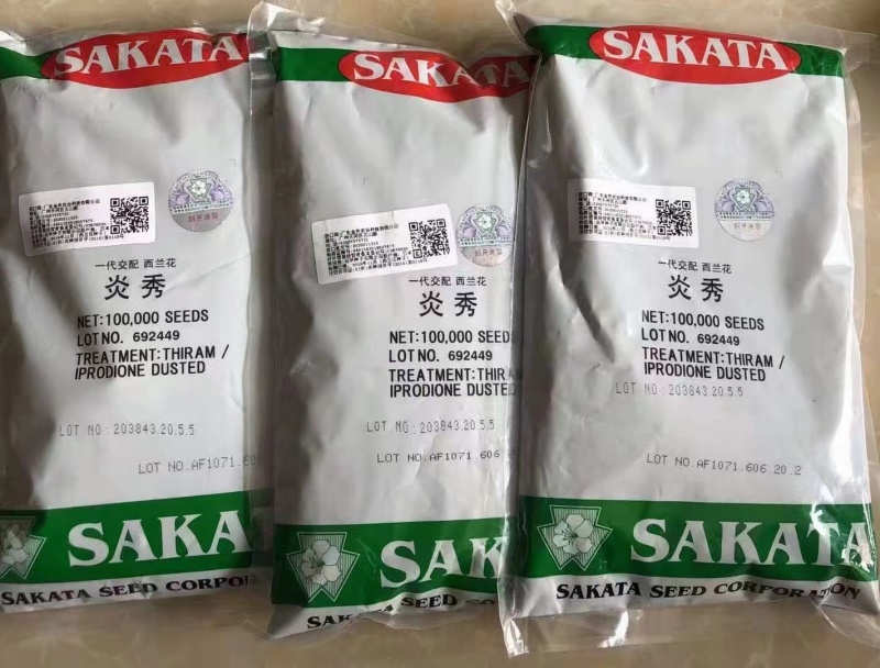 耐寒西兰花种子花球均匀蘑菇型蕾粒中等种子有保障遇冷空气不