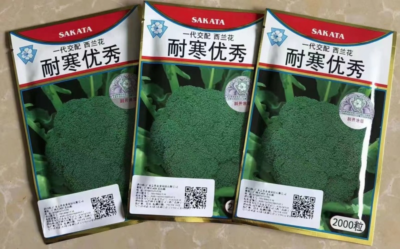 耐寒西兰花种子花球均匀蘑菇型蕾粒中等种子有保障遇冷空气不