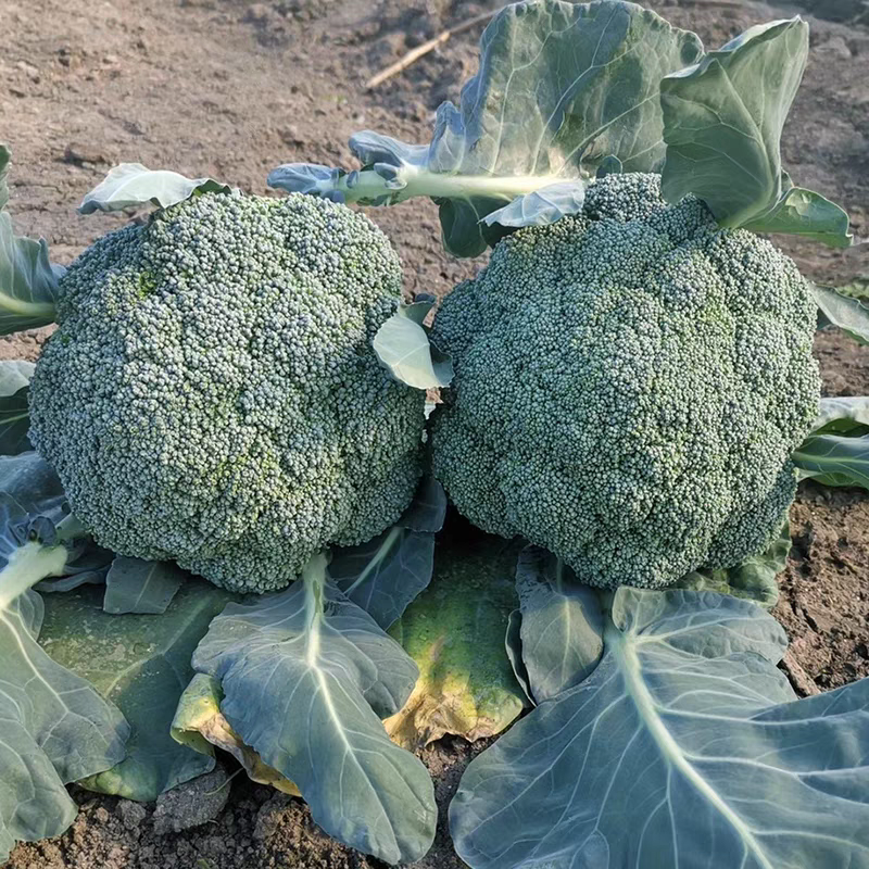 耐寒西兰花种子花球均匀蘑菇型蕾粒中等种子有保障遇冷空气不