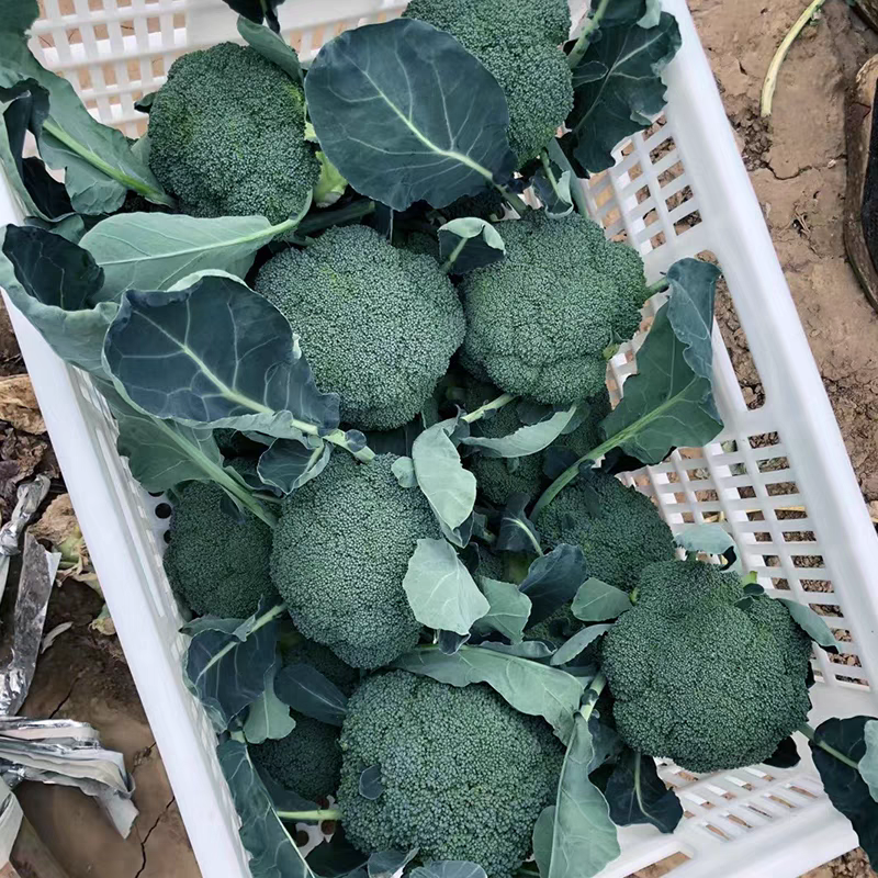 耐寒西兰花种子花球均匀蘑菇型蕾粒中等种子有保障遇冷空气不