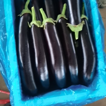茄子