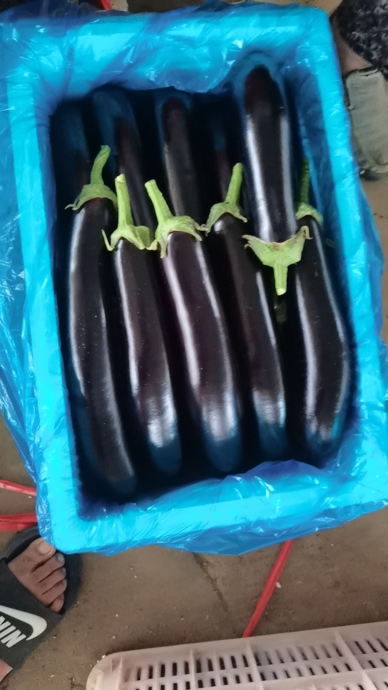 茄子