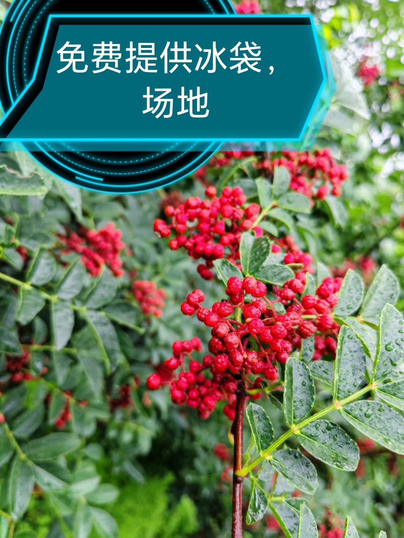 四川省大凉山州红花椒品质保证，货源充足，