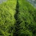 黄金苔草