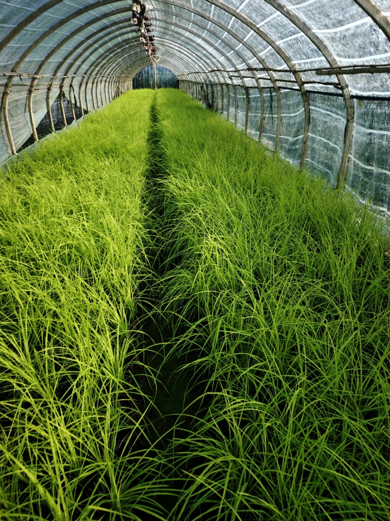 黄金苔草