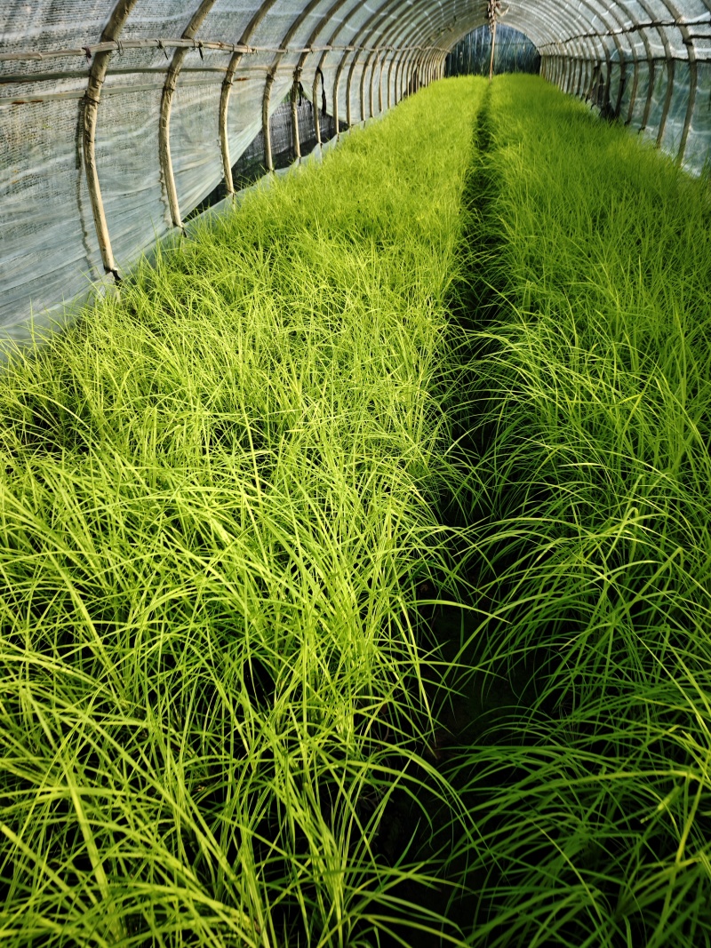 黄金苔草