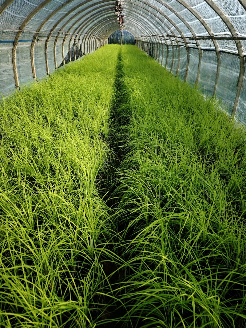 黄金苔草