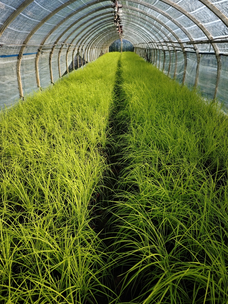 黄金苔草