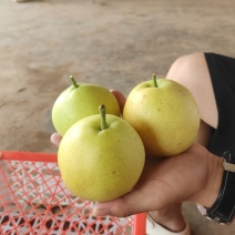 早白蜜量大价优，有需要的老板