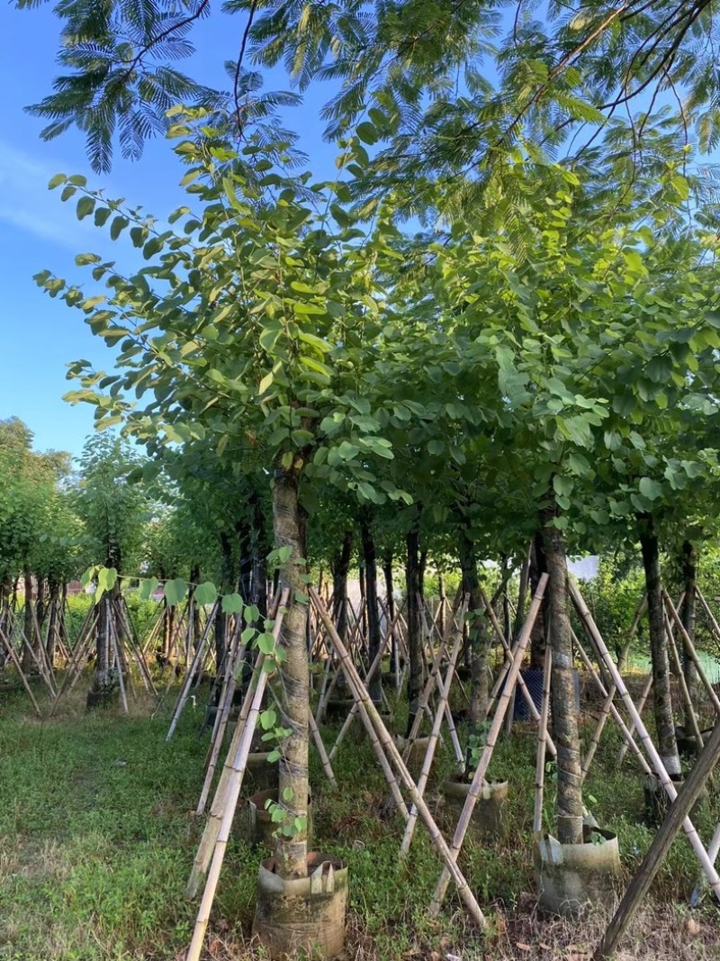 宫粉紫荆8～20公分产地直发规格齐全质量保证