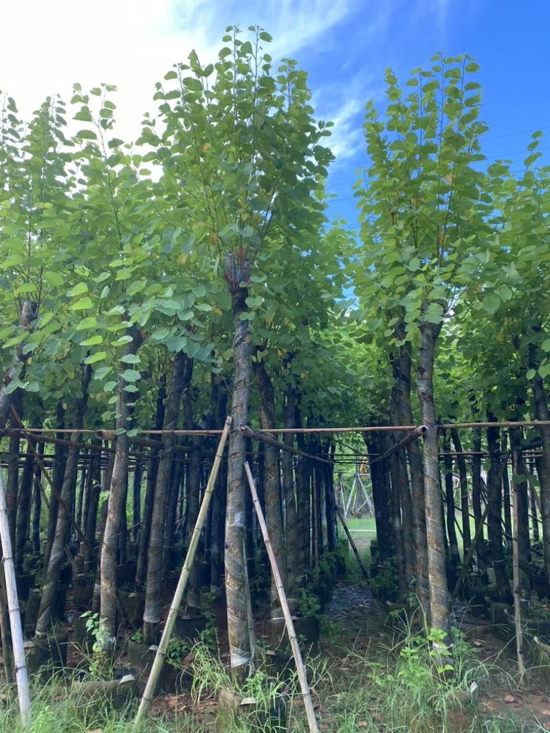 宫粉紫荆8～20公分产地直发规格齐全质量保证