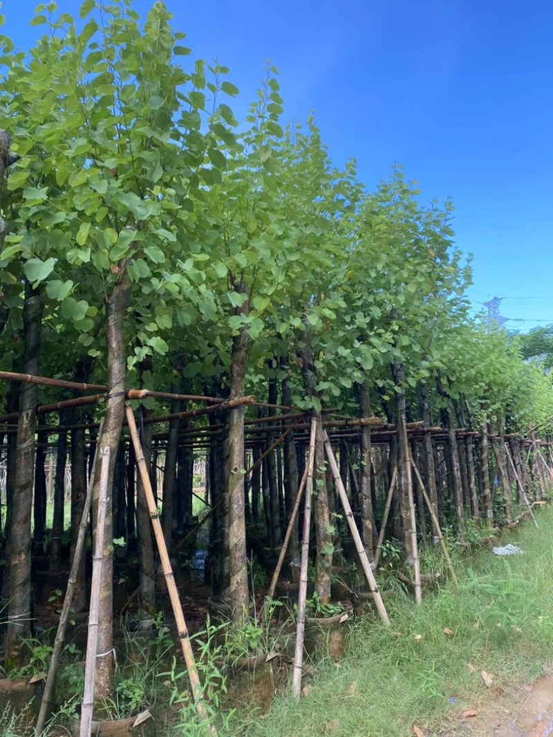 宫粉紫荆8～20公分产地直发规格齐全质量保证