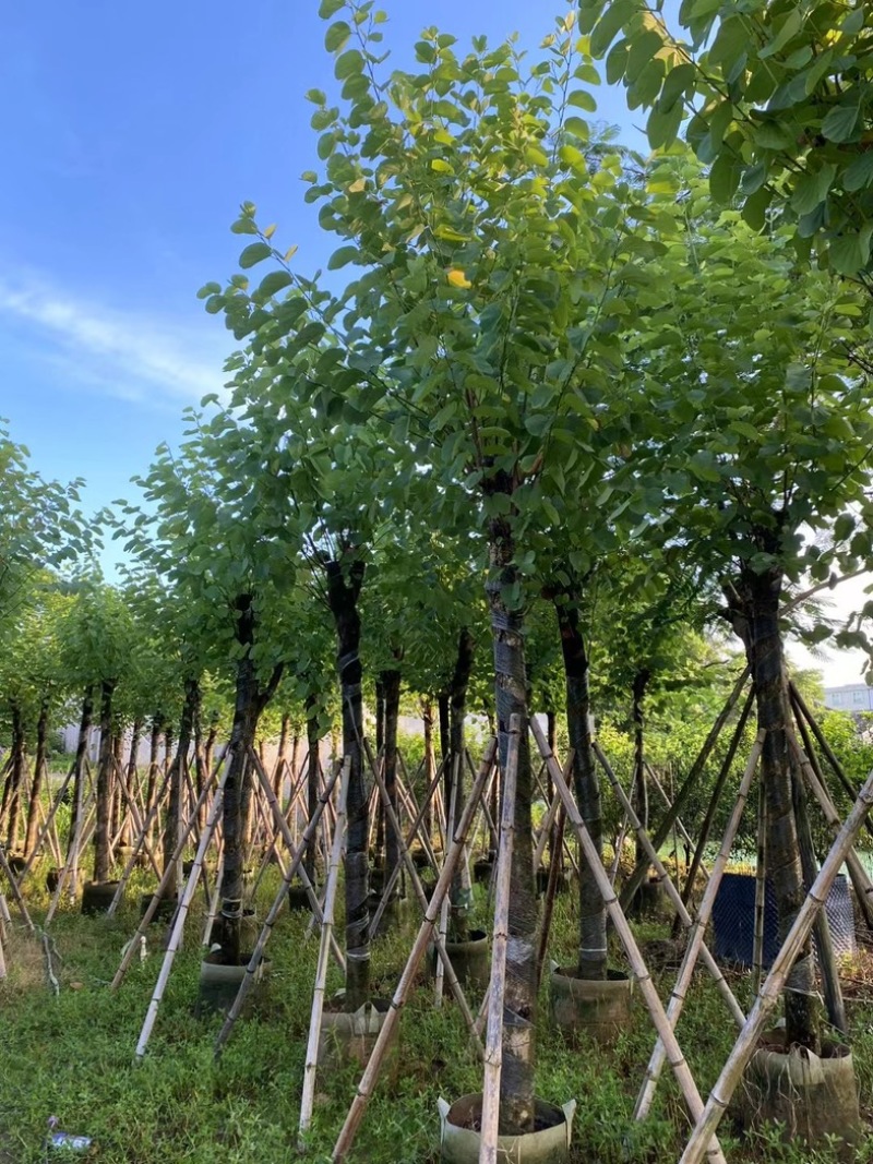 宫粉紫荆8～20公分产地直发规格齐全质量保证