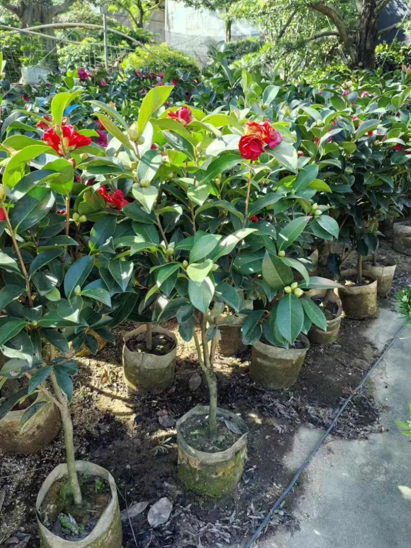 四季茶花80～2米产地直发规格齐全质量保证