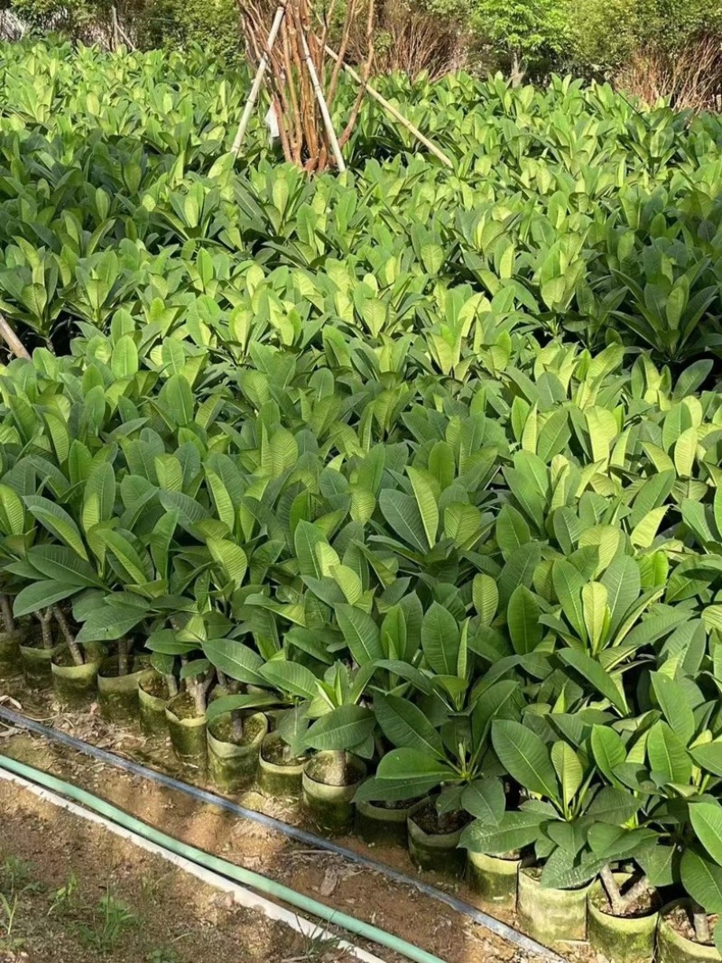 鸡蛋花小产地直发规格齐全质量保证欢迎老板来电咨询