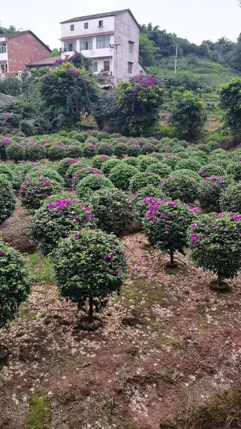 紫花三角梅80～2米产地直发规格齐全质量保证