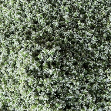 韭菜花现货大量上市，优质一手货源，欢迎致电联系。
