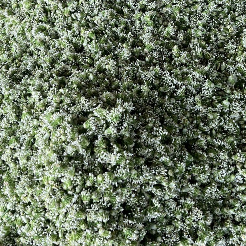 韭菜花现货大量上市，优质一手货源，欢迎致电联系。
