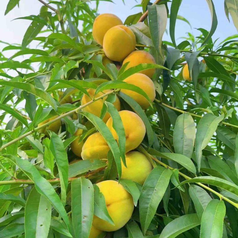 山东曹县黄金冠黄桃
