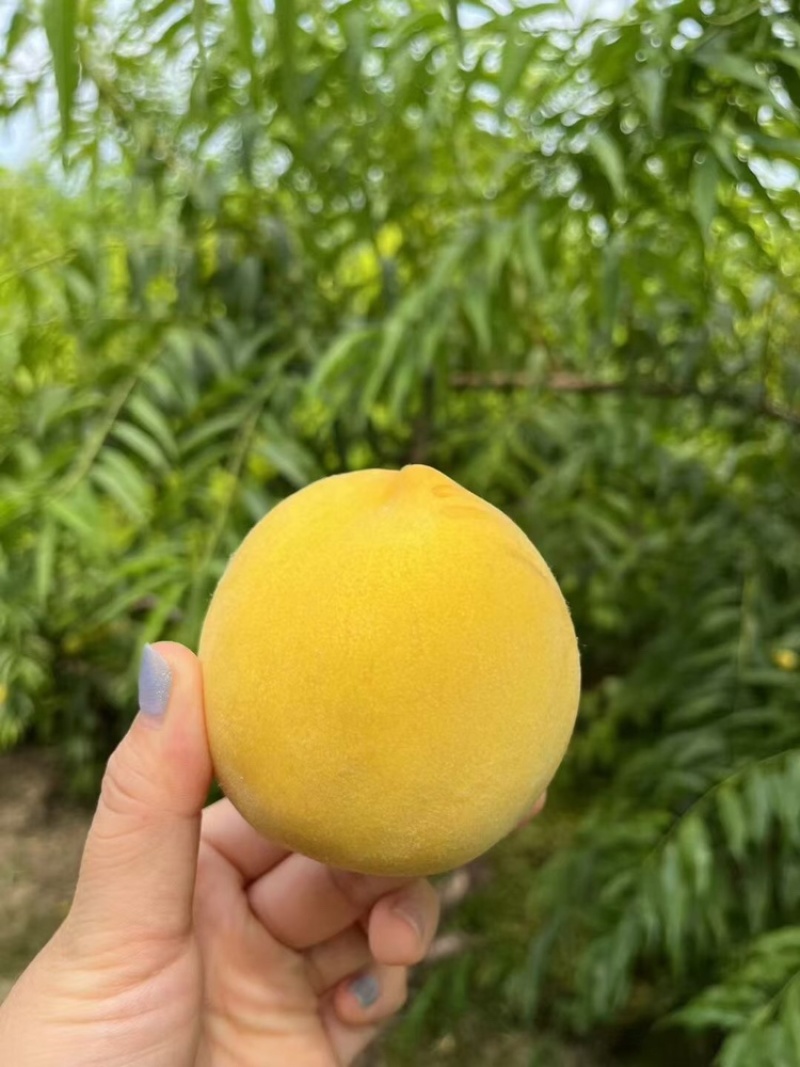 山东曹县黄金冠黄桃