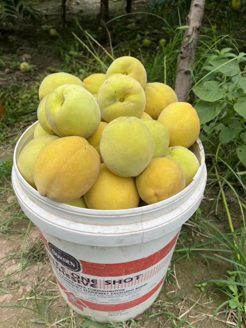 山东曹县黄金冠黄桃