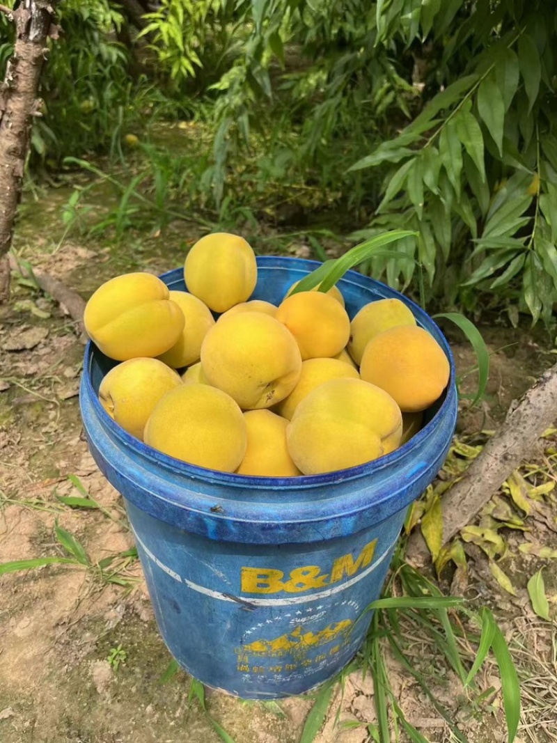 山东曹县黄金冠黄桃