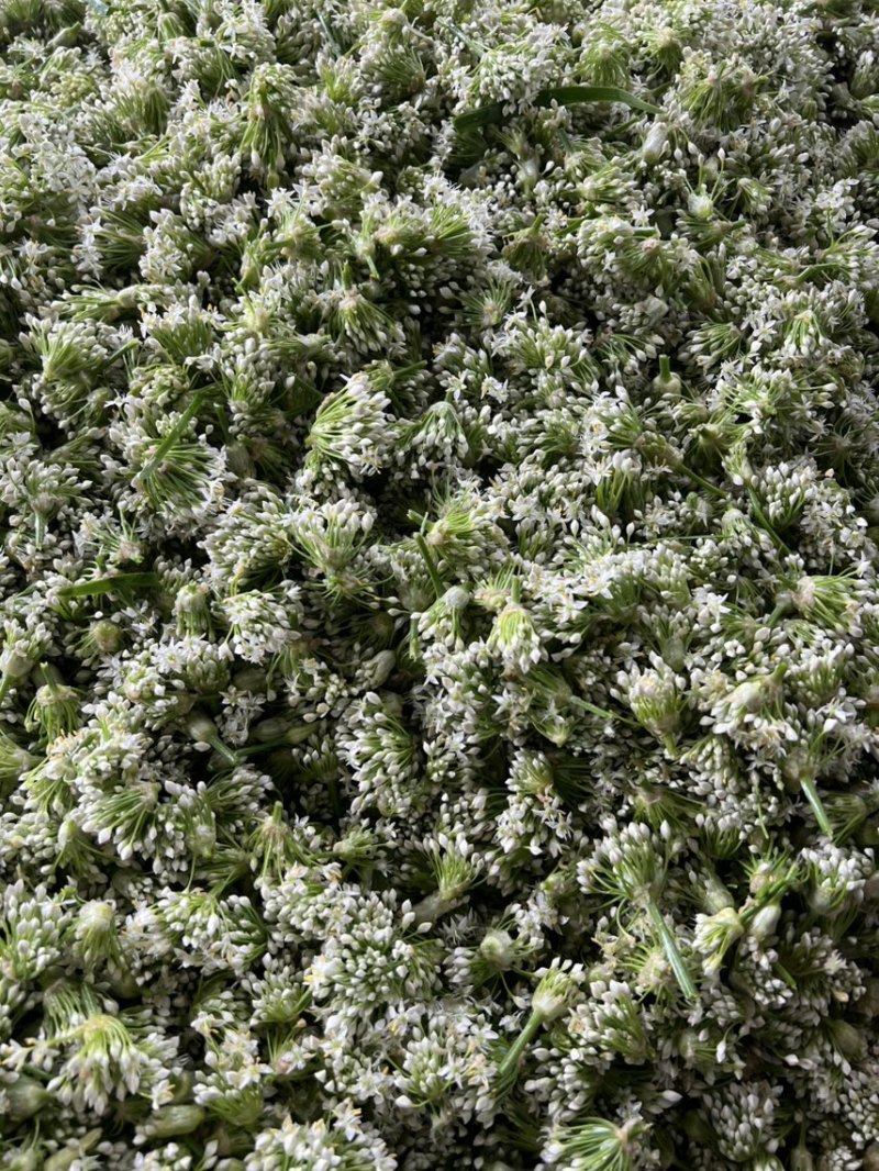 韭菜花现货大量上市，优质一手货源，欢迎致电联系。