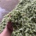 韭菜花现货大量上市，优质一手货源，欢迎致电联系。