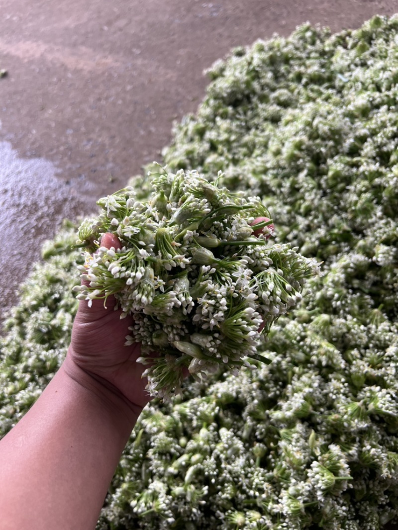 韭菜花现货大量上市，优质一手货源，欢迎致电联系。