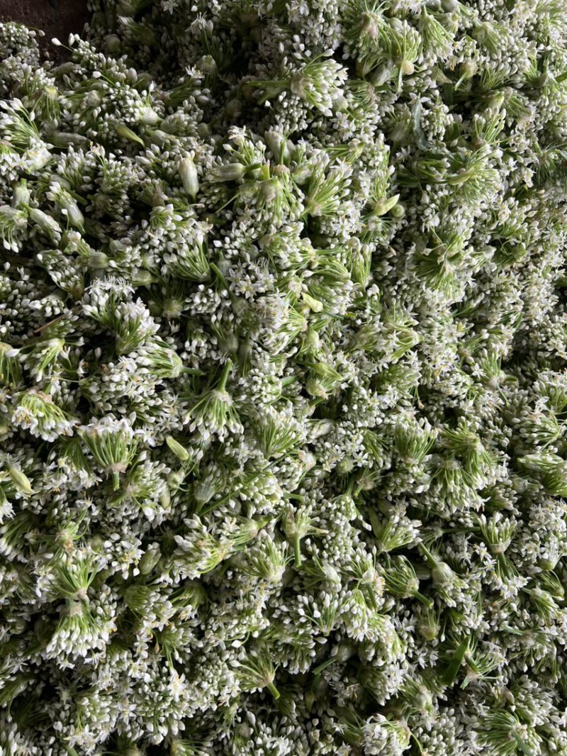 韭菜花现货大量上市，优质一手货源，欢迎致电联系。