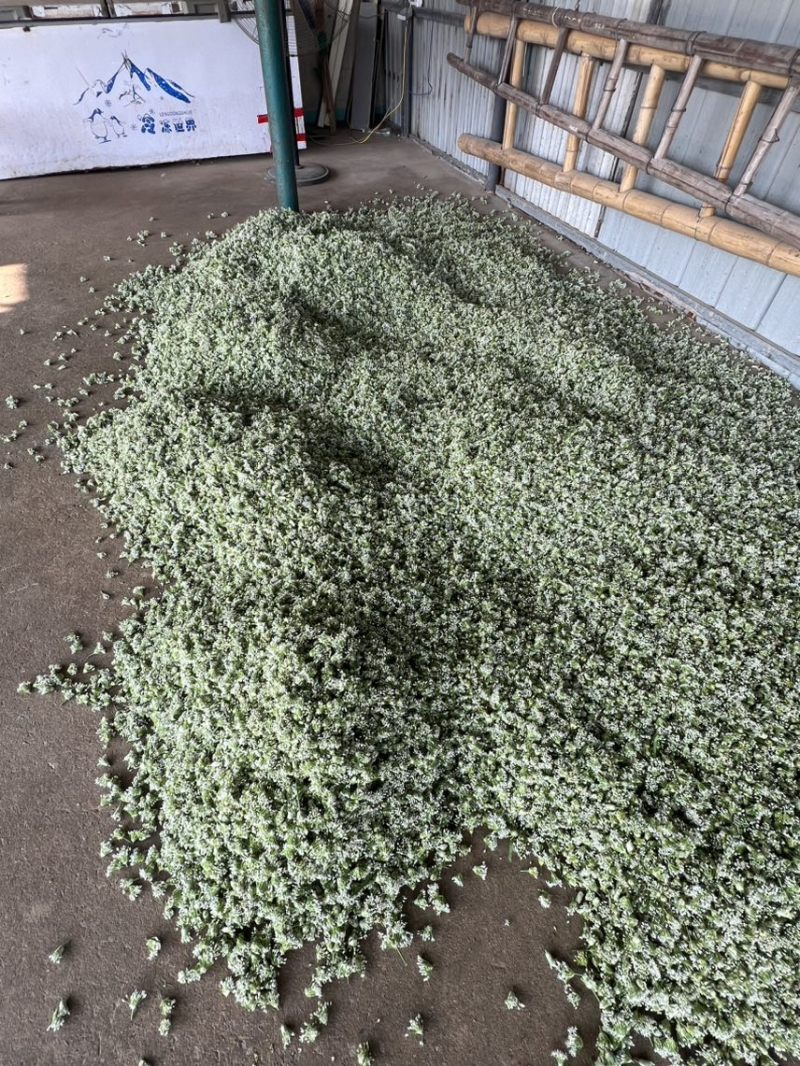 韭菜花现货大量上市，优质一手货源，欢迎致电联系。