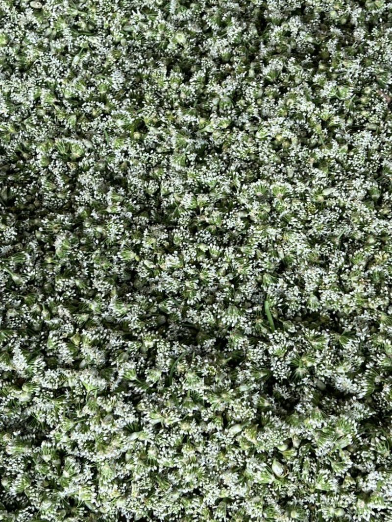韭菜花现货大量上市，优质一手货源，欢迎致电联系。