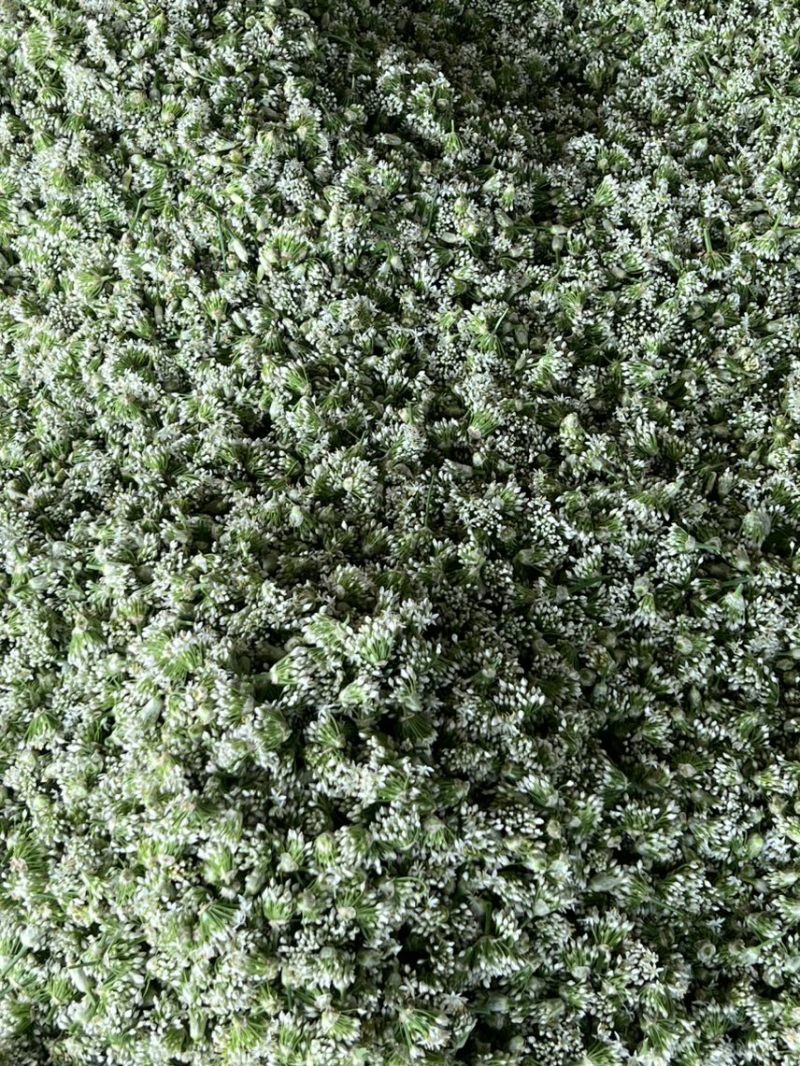 韭菜花现货大量上市，优质一手货源，欢迎致电联系。