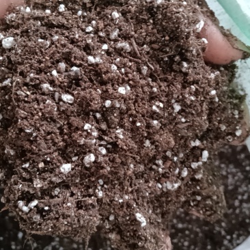 育苗基质土。各种蔬菜苗，草莓苗，扦插基质，厂家直销价格优