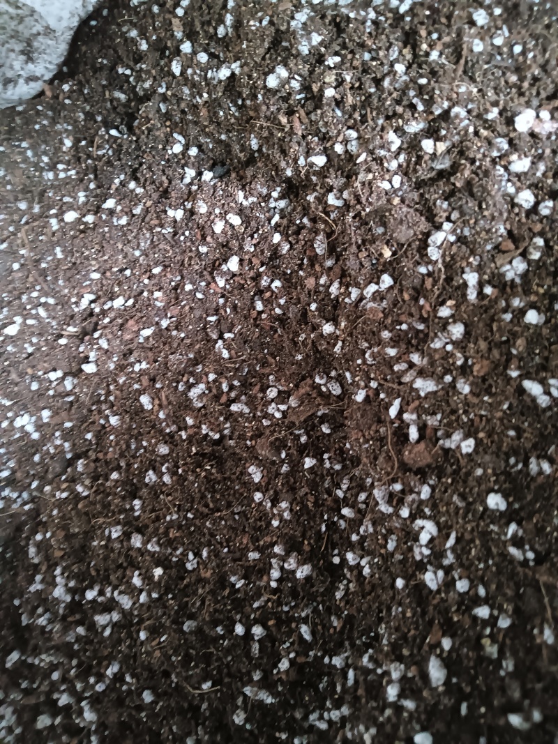 育苗基质土。各种蔬菜苗，草莓苗，扦插基质，厂家直销价格优