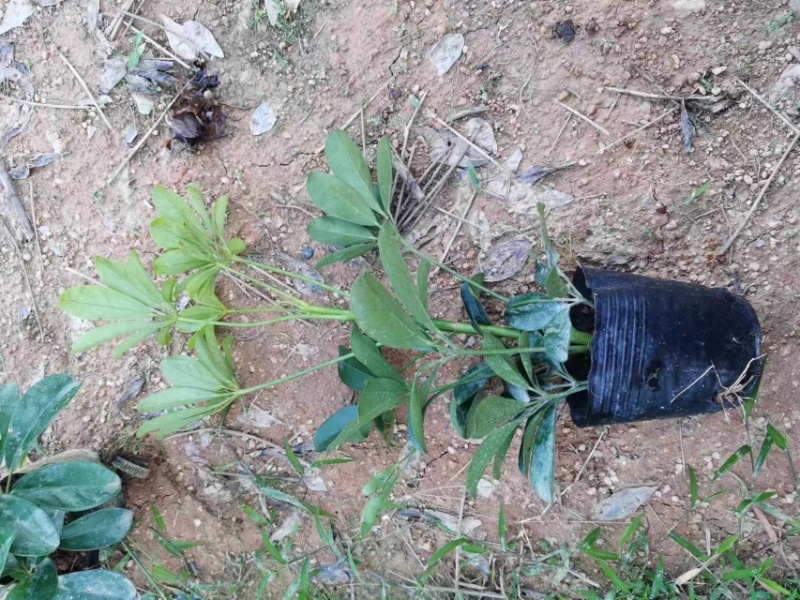 鹅掌柴小杯中杯产地直发质量保证欢迎老板来电咨询合作