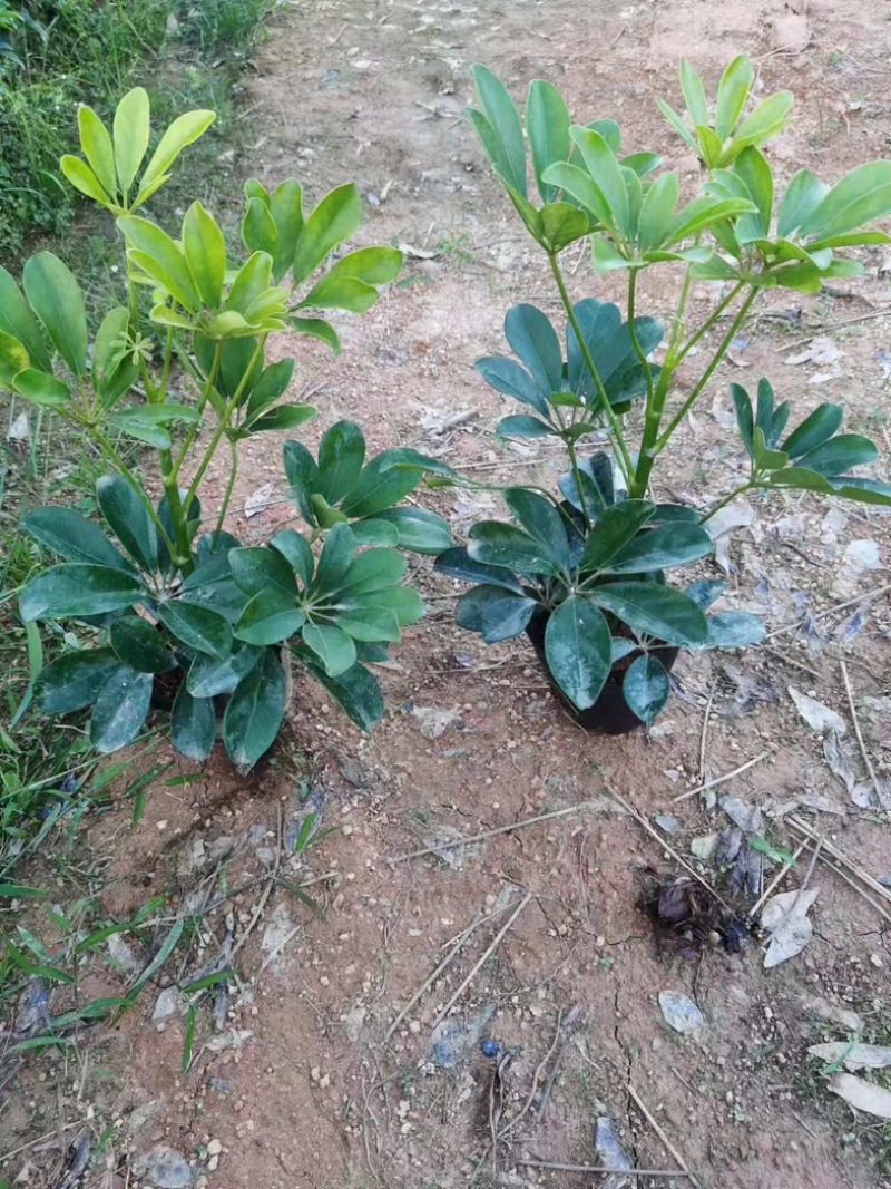 鹅掌柴小杯中杯产地直发质量保证欢迎老板来电咨询合作