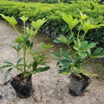 鹅掌柴小杯中杯产地直发质量保证欢迎老板来电咨询合作